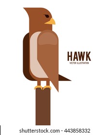 Hawk animal icon. Bird design. Vector graphic