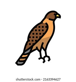 hawk bird color icon vector. hawk bird sign. isolated symbol illustration