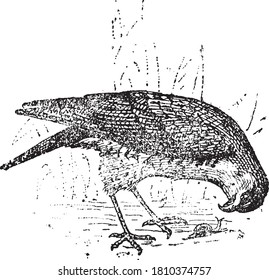 Hawk bird, From the Dictionary of Word and Things, 1888.
