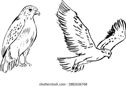 Hawk bird ink illustrations. Black and white monochrome drawings of birds. Nature and wildlife animals theme. Vector artworks group.