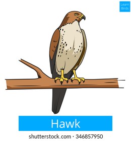 Hawk bird learn birds educational game vector illustration