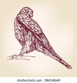 hawk bird of prey - hand drawn vector llustration realistic sket