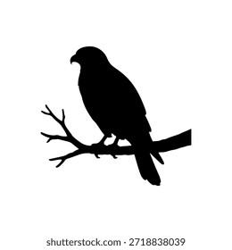 Ilustración vectorial de icono de silueta de rama de halcón sobre fondo blanco