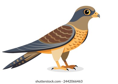Hawk cockoo Bird vector illustration on white background