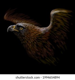 A hawk. A color, graphic portrait of a flying hawk on a black background. Digital vector graphics.