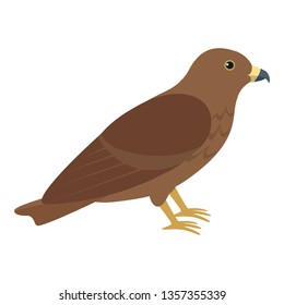 Hawk, cute bird. Isolated vector illustration