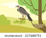 Hawk or eagle on nest located on tree branch. Flat design cartoon vector wild animals and birds. Flat nature zoo children collection.