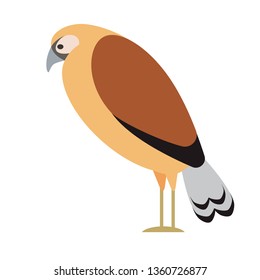 hawk flat illustration