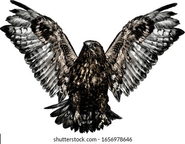 hawk in flight with spread wings and clawed paws in front, sketch vector graphics color illustration on a white background