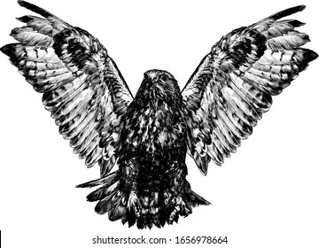 hawk in flight with spread wings and clawed paws in front, sketch vector graphics monochrome illustration on a white background
