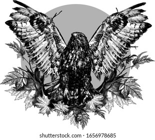 hawk in flight with spread wings and clawed paws in front composition in a circle decorated with autumn maple leaves and dry branches, sketch vector graphics monochrome illustration