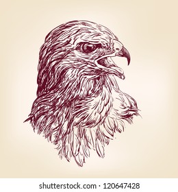 hawk - hand drawn  vector illustration  isolated