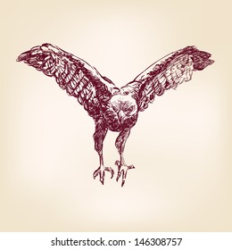 hawk - hand drawn vector llustration realistic sketch