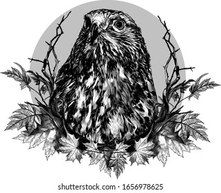 hawk head composition in a circle decorated with autumn maple leaves and dry branches, sketch vector graphics monochrome illustration on a white background