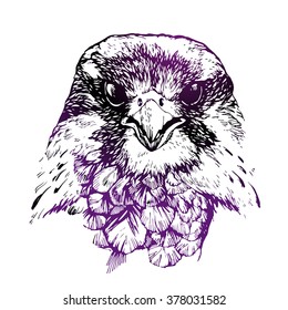 hawk head hand drawn illustration