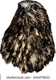 hawk head, sketch vector graphics color illustration on white background