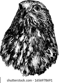 hawk head, sketch vector graphics monochrome illustration on white background