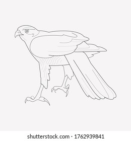 Hawk icon line element. Vector illustration of hawk icon line isolated on clean background for your web mobile app logo design.