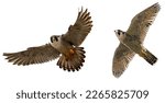 hawk isolated on white.Two falcons on a white background