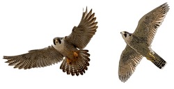 Hawk Isolated On White.Two Falcons On A White Background