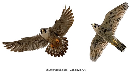 hawk isolated on white.Two falcons on a white background