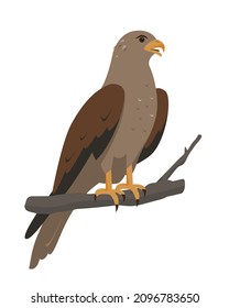 Hawk, kite or brown eagle bird sitting on branch. Predatory bird icon isolated on white background. Nature and wildlife, birdwatching and ornithology design. Vector cartoon or flat illustration.