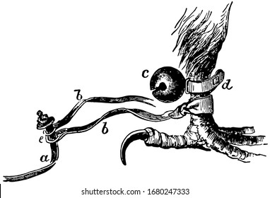 Hawk Leg shwering the method of attaching the Bells and Jesses, vintage line drawing or engraving illustration.