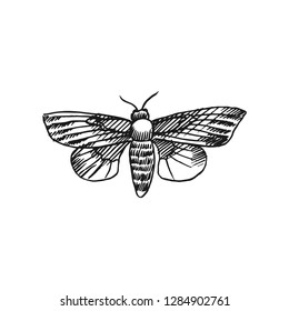 hawk moth vector doodle sketch isolated on white background