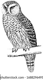 Hawk Owl is about 15 inches long and feeds on rabbits, vintage line drawing or engraving illustration.