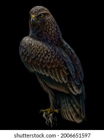 A hawk sitting on a branch. A color, graphic portrait of a flying hawk on a black background. Digital vector graphics.