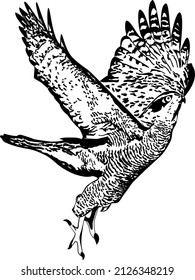 a hawk with spread wings flies up