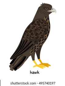 Hawk vector illustration