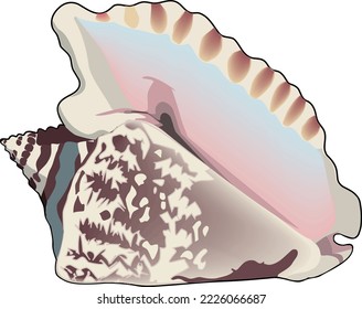 Hawk Winged Conch Vector Illustration