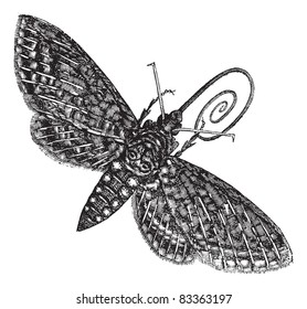Hawk-Moth or Sphinx quinquemaculatus, vintage engraving. Old engraved illustration of Hawk-Moth isolated on a white background. Trousset encyclopedia (1886 - 1891).