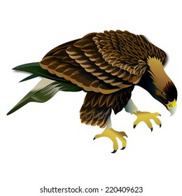 Hawks vector