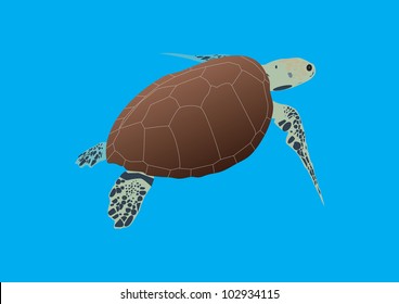 A Hawksbill Sea Turtle Swimming in Open Water