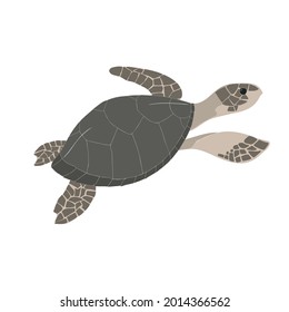 Hawksbill sea turtle is wildlife that lives under the sea