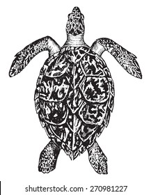 598 Vintage Engraving Turtle Images, Stock Photos & Vectors | Shutterstock