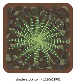 Haworthia fasciata. Potted zebra plant isolated on white background. Top view. Vector illustration.