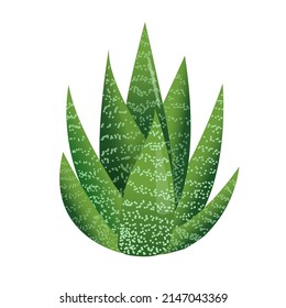 Haworthia houseplant for interior decoration. Vector illustration of home flowers. Trendy home decor with plants, urban jungle. Succulent.