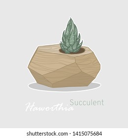 Haworthia succulent flower in flowerpots. Scandinavian style. Hand drawing. Vector illustration.