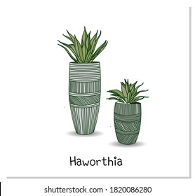 Haworthia. Succulent. Indoor potted plant isolated on white background. Home flowers clipart