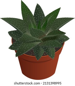 Haworthia succulent isolated vector illustration for decor