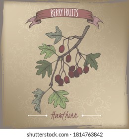 Hawthorn aka Crataegus branch color sketch on vintage background. Berry fruits series. Berry fruits series. Great for traditional medicine, perfume design, cooking or gardening.