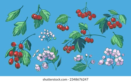 Hawthorn berries and leaves set. Hand drawn herbal plants. Sketch vector illustration. 