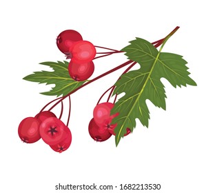 Hawthorn Berry Branch with Cluster of Red Round Small Pome Fruits Vector Illustration