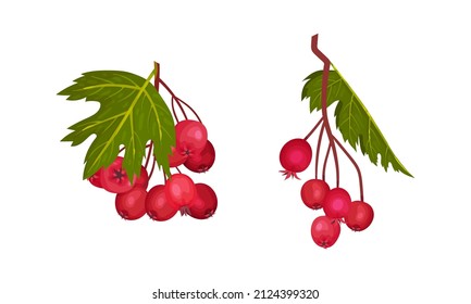 Hawthorn Berry Branch with Cluster of Red Round Small Pome Fruits Vector Set
