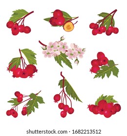 Hawthorn Berry Branches with Red Round Small Pome Fruits Vector Set