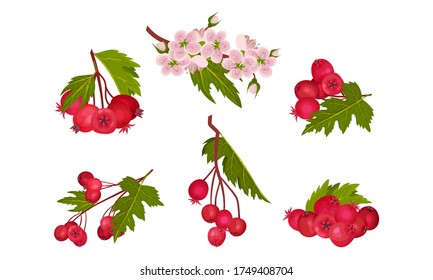 Hawthorn Berry Branches with Red Round Small Pome Fruits Vector Set