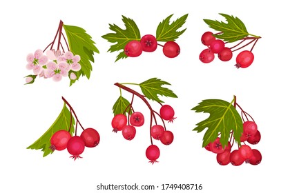 Hawthorn Berry Branches with Red Round Small Pome Fruits Vector Set